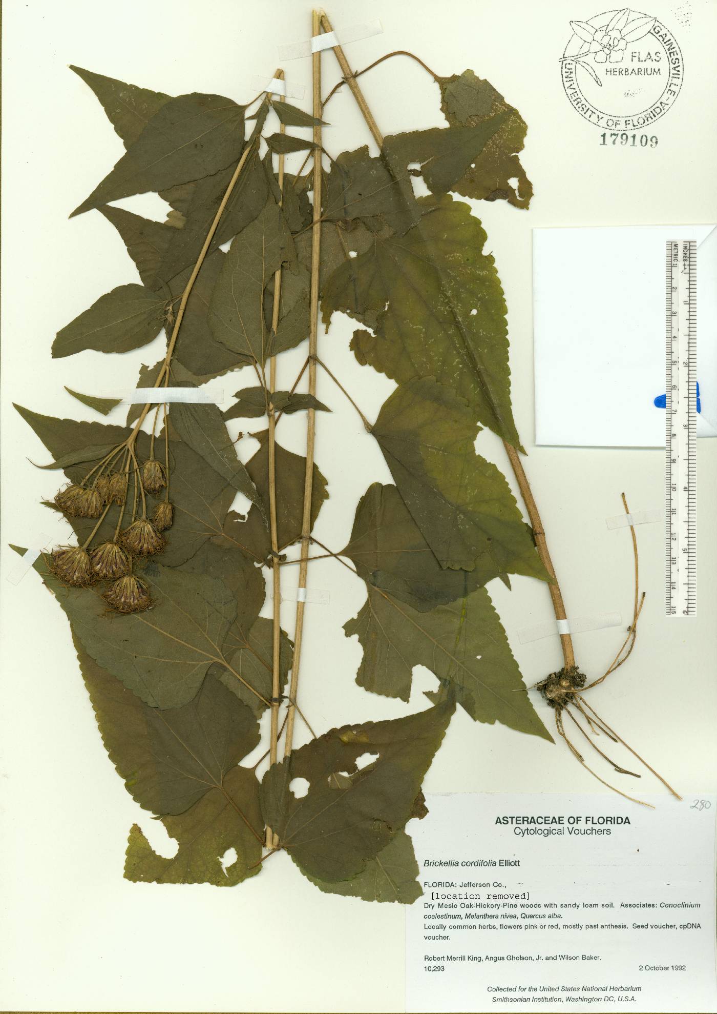 Brickellia cordifolia image