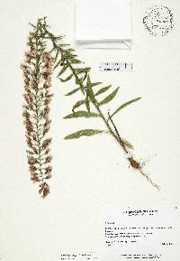 Liatris gholsonii image