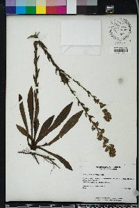 Carphephorus paniculatus image