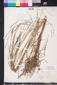 Schizachyrium sanguineum image