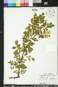 Rosa multiflora image