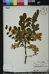 Robinia hispida image