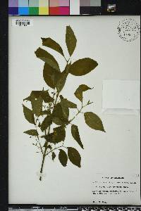 Euonymus atropurpureus image