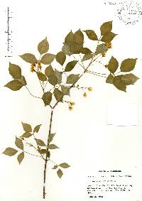 Staphylea trifolia image