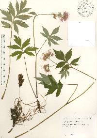 Hydrophyllum virginianum image