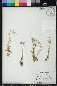 Gratiola neglecta image