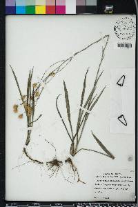 Pityopsis graminifolia image