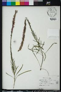 Liatris chapmanii image