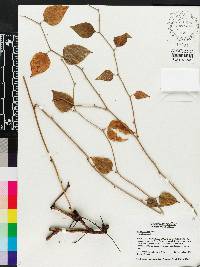 Smilax walteri image