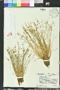 Isolepis carinata image