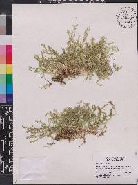 Selaginella apoda image