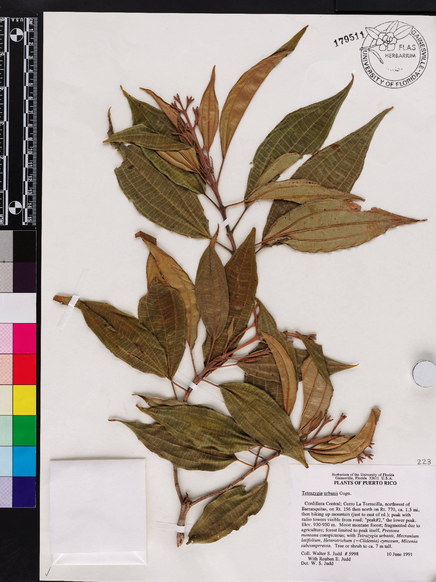 Miconia biflora image