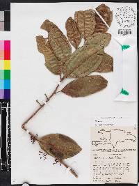 Miconia haemanthoides image