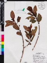 Miconia hirticaulis image