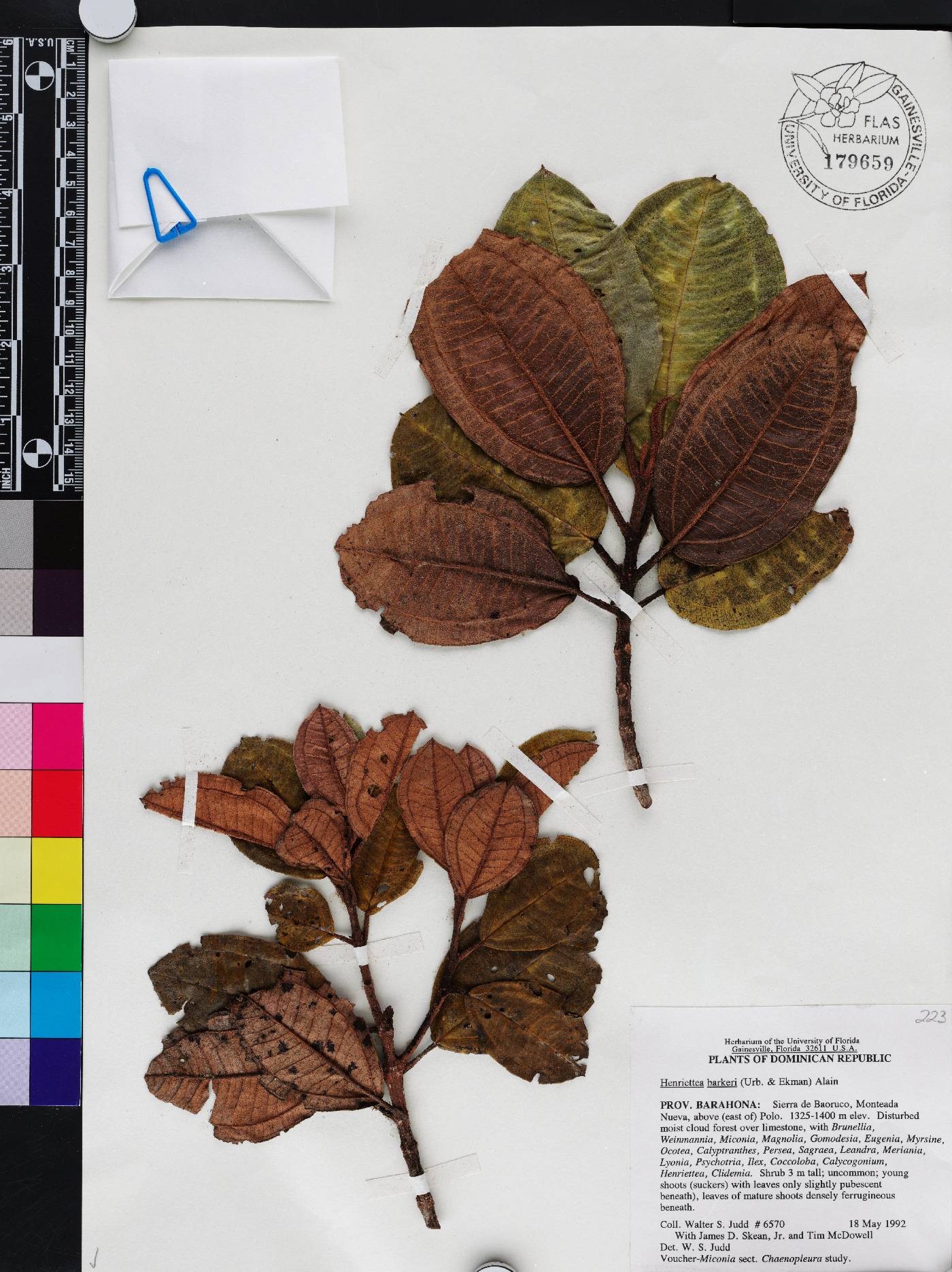 Henriettea barkeri image