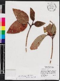 Miconia foveolata image