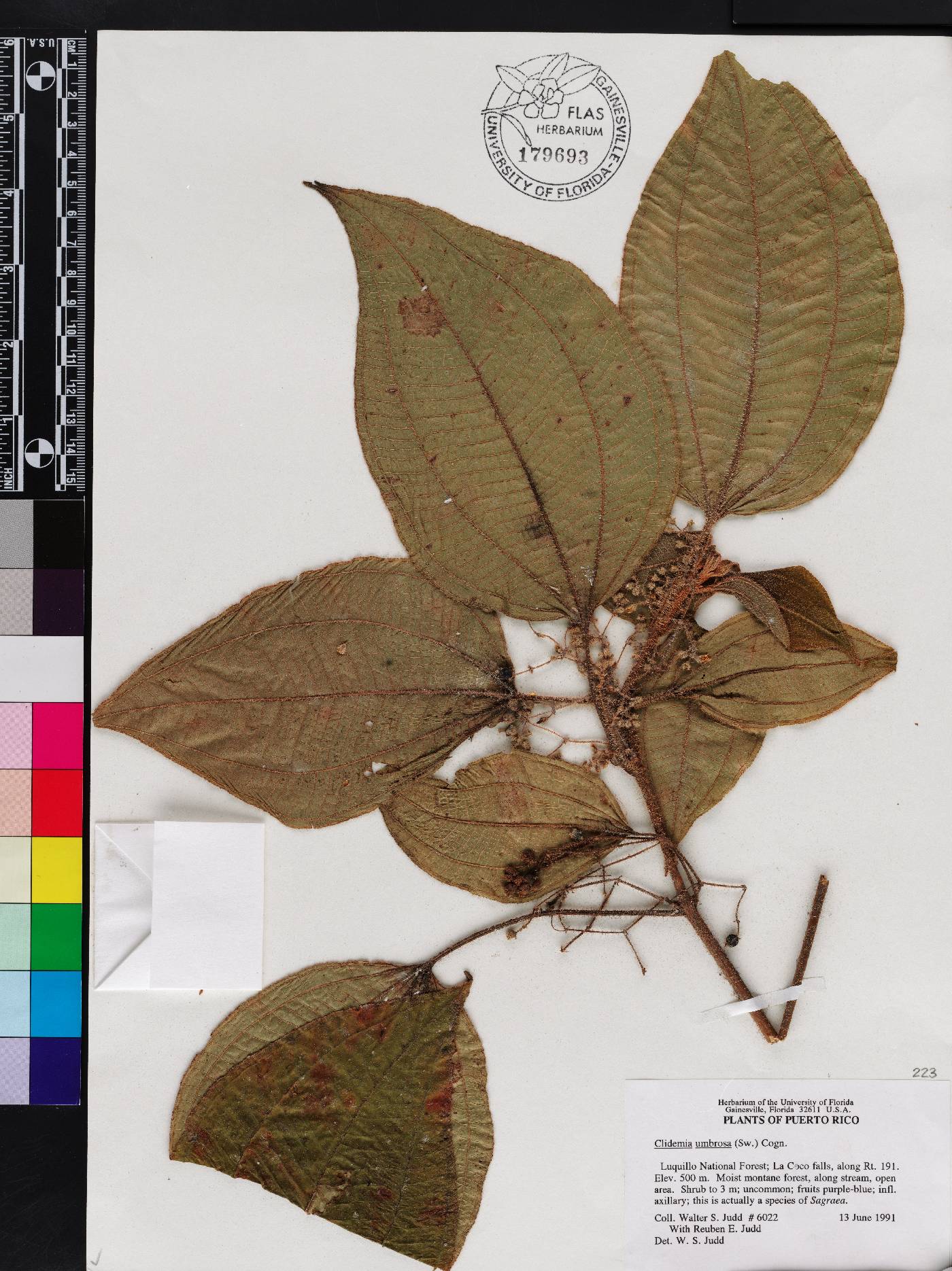Miconia sciaphila image