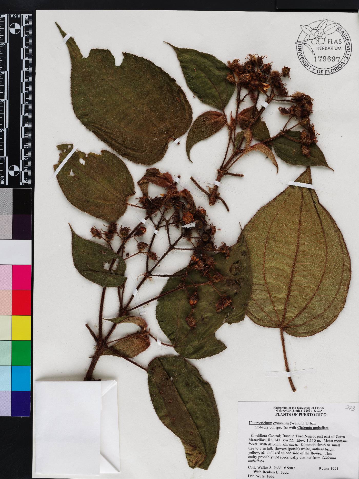 Miconia umbellata image