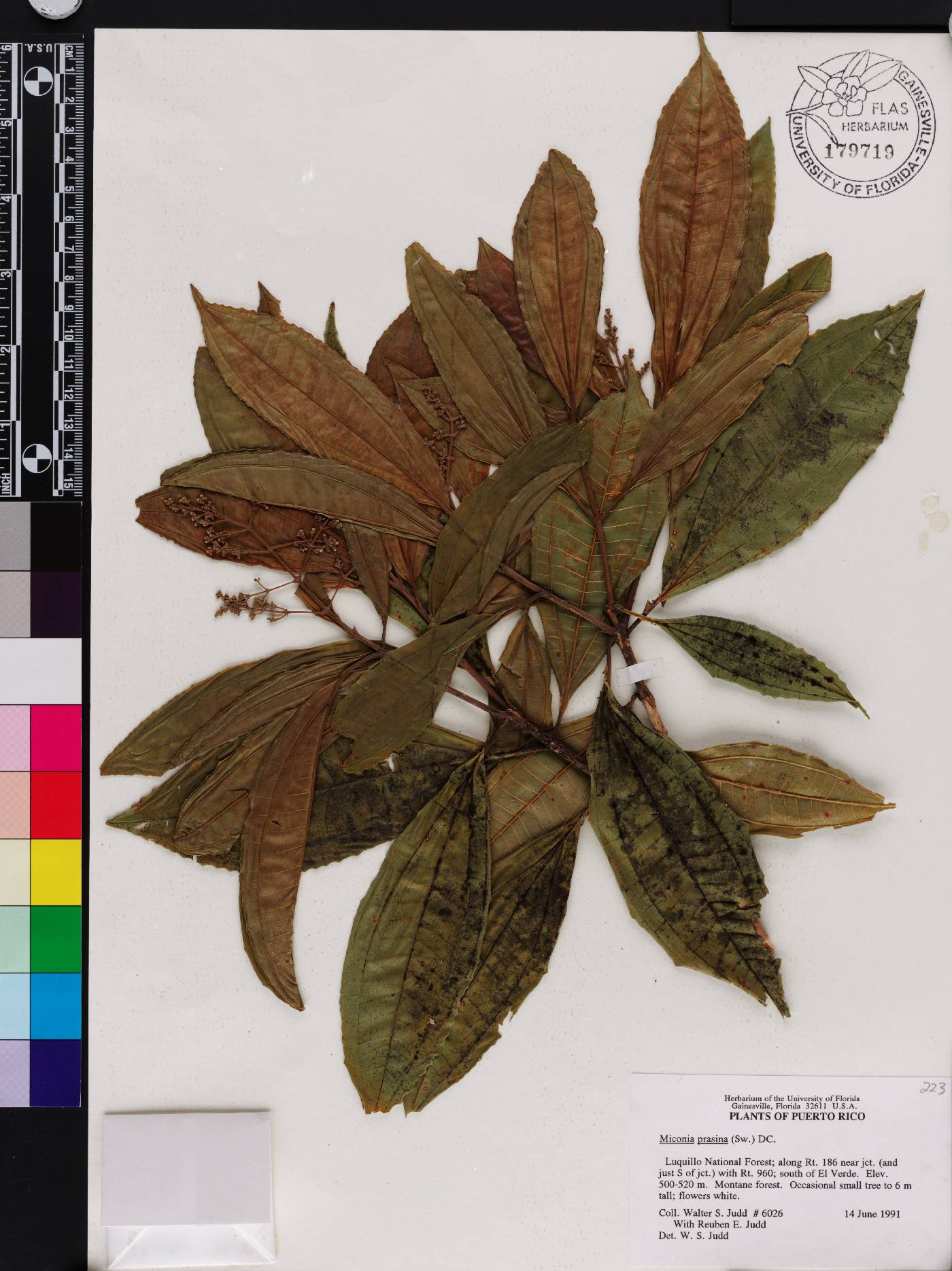 Miconia prasina image