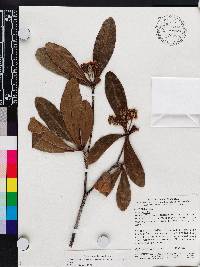 Terminalia virens image