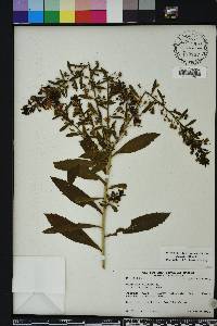 Capraria biflora image