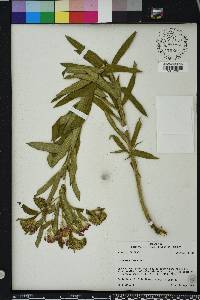 Asclepias tomentosa image