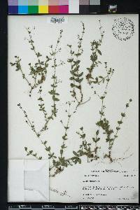 Galium pilosum image