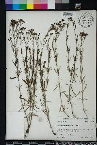 Stenaria nigricans image