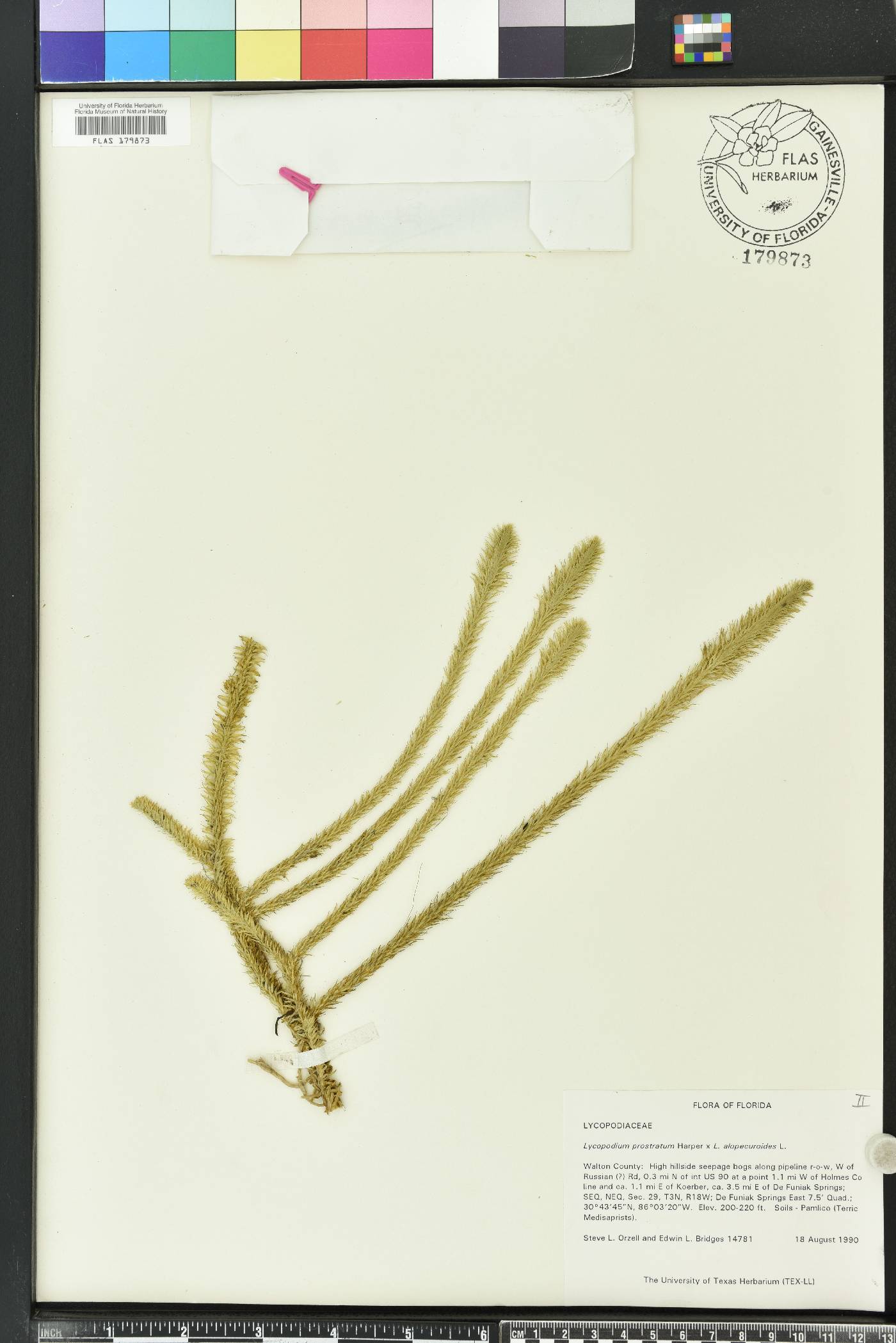 Lycopodiella alopecuroides image