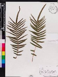 Pteris vittata image