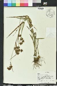 Fuirena breviseta image