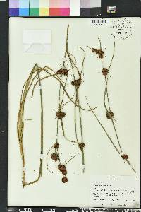 Rhynchospora cephalantha image