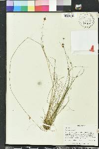 Rhynchospora filifolia image