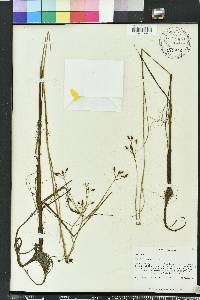 Rhynchospora nitens image