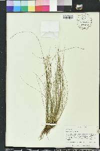 Rhynchospora oligantha image