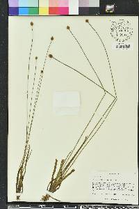 Xyris difformis image