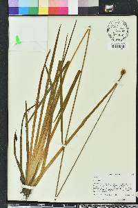 Xyris fimbriata image