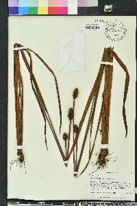 Xyris laxifolia image