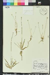 Eriocaulon lineare image