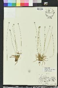 Lachnocaulon anceps image