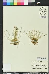 Lachnocaulon minus image