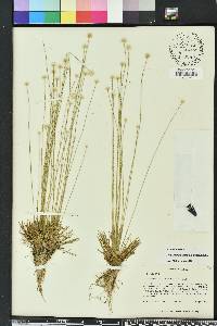 Syngonanthus flavidulus image