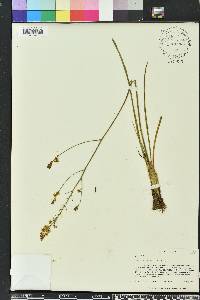 Schoenolirion albiflorum image