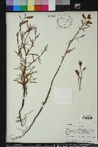 Polygonella fimbriata image