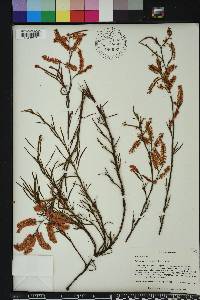 Polygonella fimbriata image