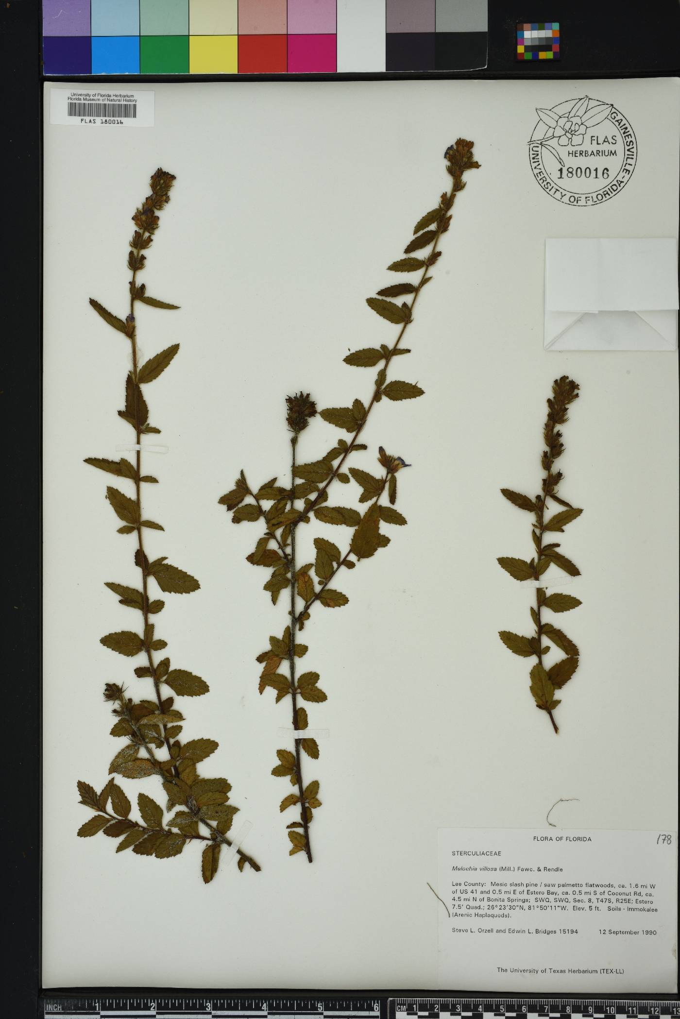 Melochia spicata image