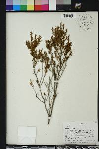 Hypericum nitidum image