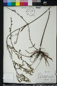 Ludwigia alata image