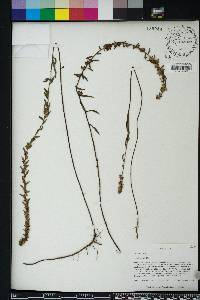 Ludwigia alata image