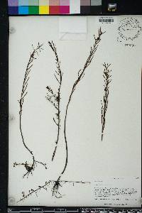 Ludwigia linifolia image